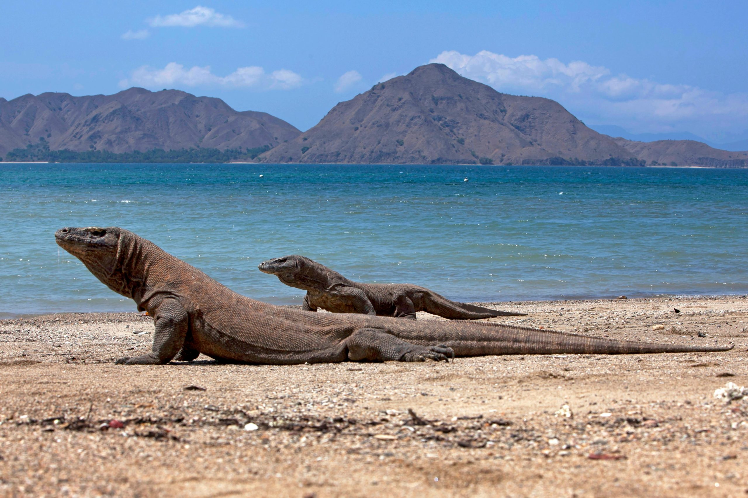The Komodo Dragon: Indonesia’s Legendary Beast